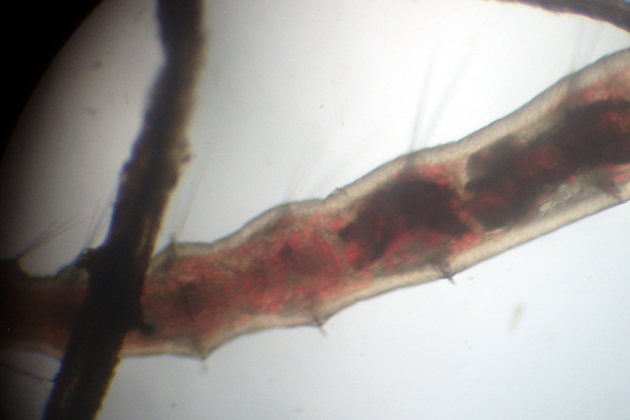 Tubifex  sp.
